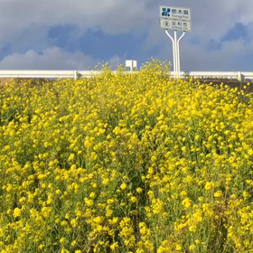 菜の花！の画像