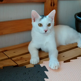 今朝の雪見だいふく8/21(リブログ歓迎)の画像