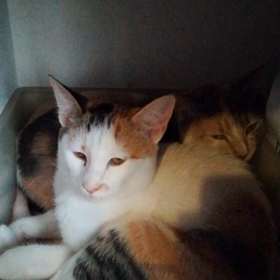 元野良猫様のマーヤと、ケンカの画像