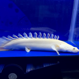 激レア 蜃気楼 スーパーショートご成約！！の画像