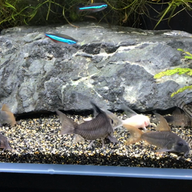 コリドラス食事風景の画像