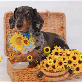 みんな、かわいいからの画像