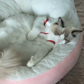 20210809 Bright IGSの画像