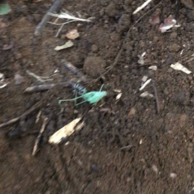 グロ注意 昆虫界の弱肉強食の画像