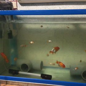 職場の水槽の画像