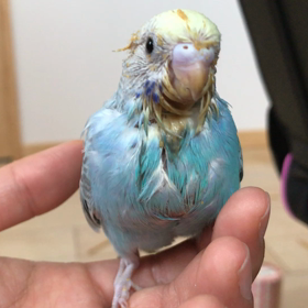 にこちゃん(セキセイインコの雛)の画像