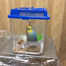 くーちゃんの筋トレ‼の画像