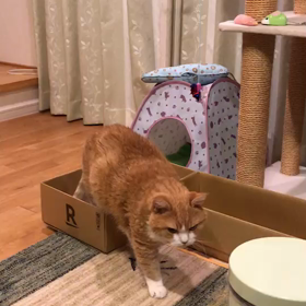 コッチャン動画の画像