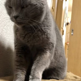 まま語でぱんこね職人さんの画像