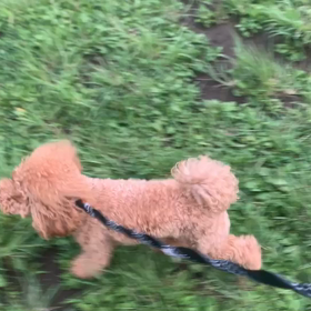 6月27日8わんこと1時間30分遠足　　代々木公園の画像