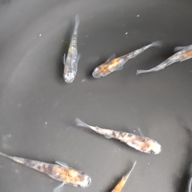 修行終わりましたの画像