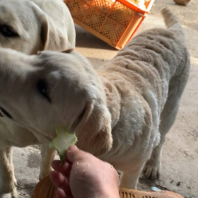 パーフェクト野菜ブロッコリーの画像