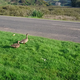 いけ！！の画像