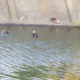 どぞ、どうぞ～の画像