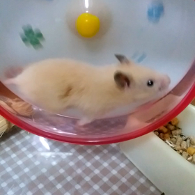 オールナイト　ランの画像