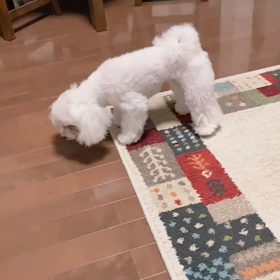 私が入院中の我が家の画像