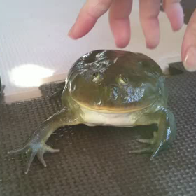 バジェットガエルの叫び声！の画像