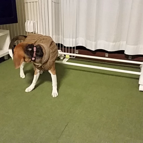 はじめてのお洋服の画像