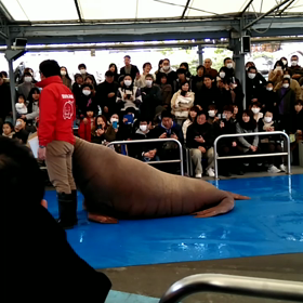 セイウチの画像