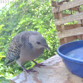 すぎぴたんの事件簿シーズン3　287話（大物登場！キジバト）の画像