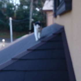 「今日のロクちゃん！！」～やねのうえを パトロール♪～動画編の画像