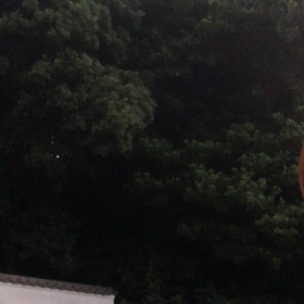 法師蝉の大合唱の画像