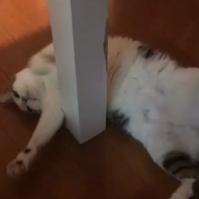 猫との癒し時間の画像