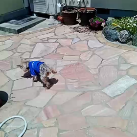 今日のショーちゃん　2022/6/3の画像