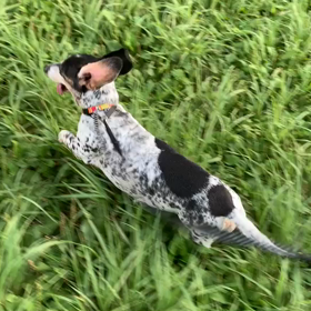 7月8日9わんこと2時間遠足　　代々木公園表参道の画像