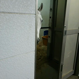 人参取られましたの画像