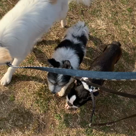 ３月1日8わんこと2時間遠足　　代々木公園の画像