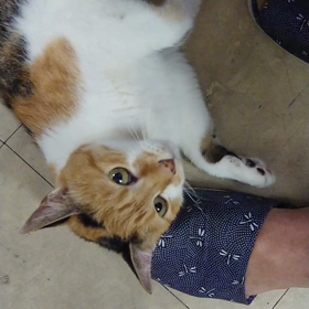 甘えん坊猫、三毛猫クーちゃんの画像