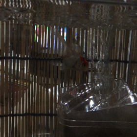 ブーム！の画像