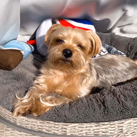 ねむくな〜るの画像