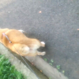 まみは…の画像