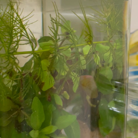 めっちゃいるの画像