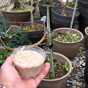 ジョウビタキ⑧　かなりの接近ジョビちゃんの画像