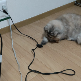 ねこパンチの画像