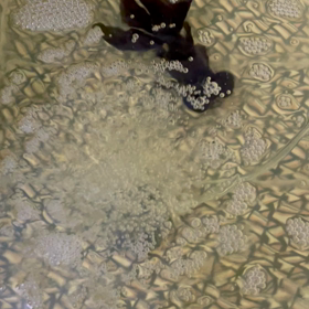 薬浴開始の画像