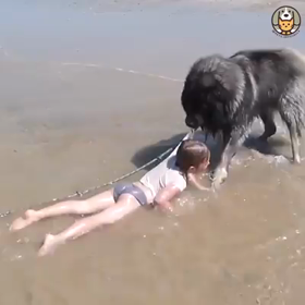 ほっこり動画の画像