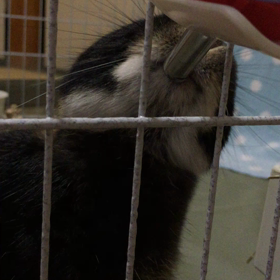 ぺろぺろの画像