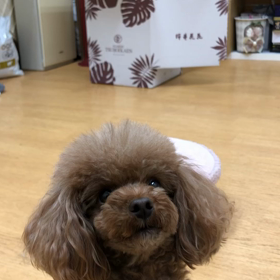 覚悟しなさいっ！！の画像