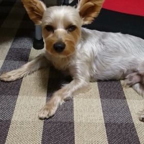 ボク眠いの画像