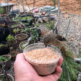 ジョウビタキ⑰渡らない渡り鳥？の画像