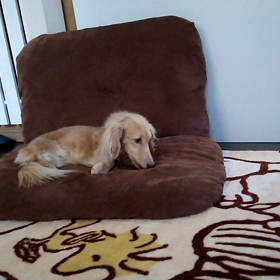 パパの替わり？の画像