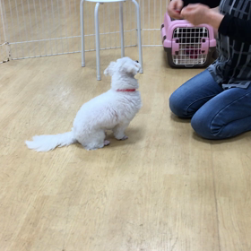 お座りします。の画像