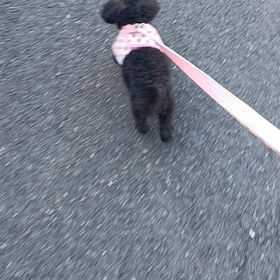 しじみのルンルン散歩の画像