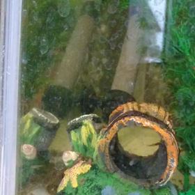 我が家のグッピー一家の画像