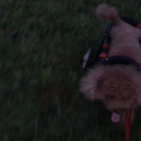 ♪お散歩動画♪代々木公園♪の画像