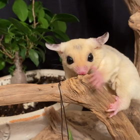 フクモモ パウダーモザイクの画像